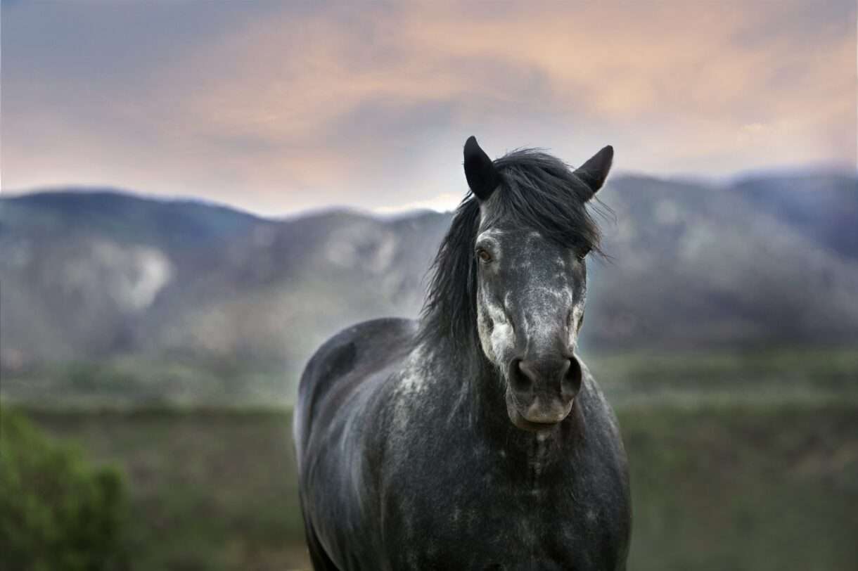 Pferd_Arbeitspferd