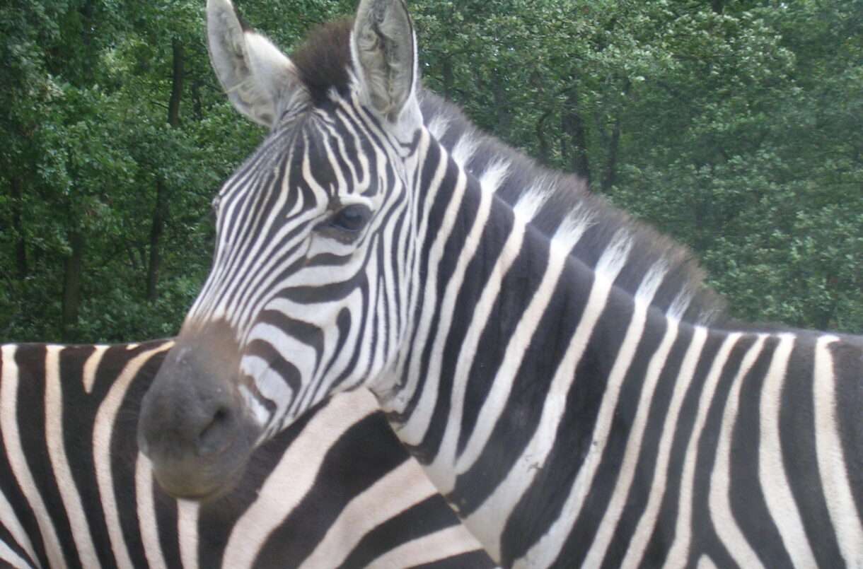 Abenteuer pur in der Safari de Peaugres: Ein tierisches Erlebnis im Herzen Frankreichs