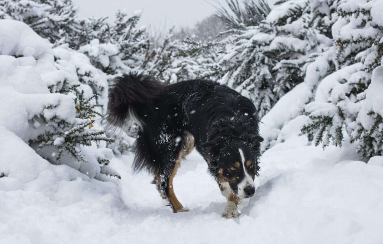 Puy-de-Dôme: Winterzauber in Mont-Dore – 40 cm Schnee überraschen Touristen und Einheimische