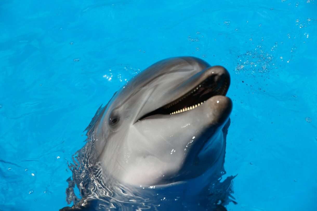 Delfin