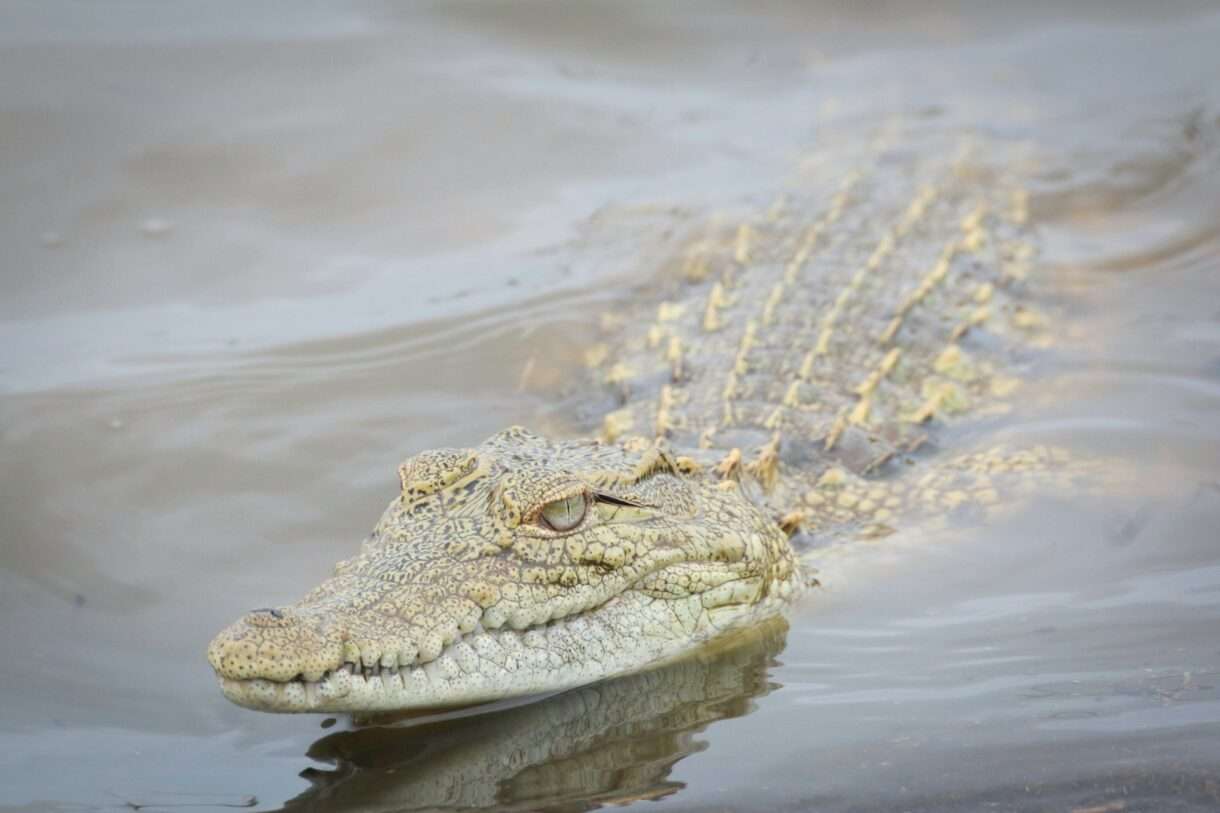 Ein Krokodil im Kanal: Der absurde Fund von Roubaix und die stille Logik dahinter