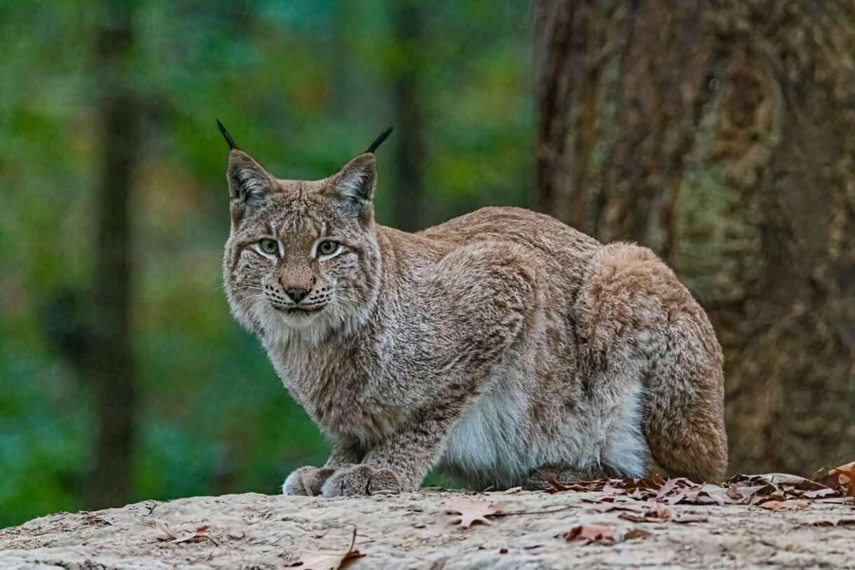 Luchs