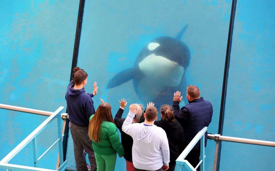 Orka_Marineland_Antibes