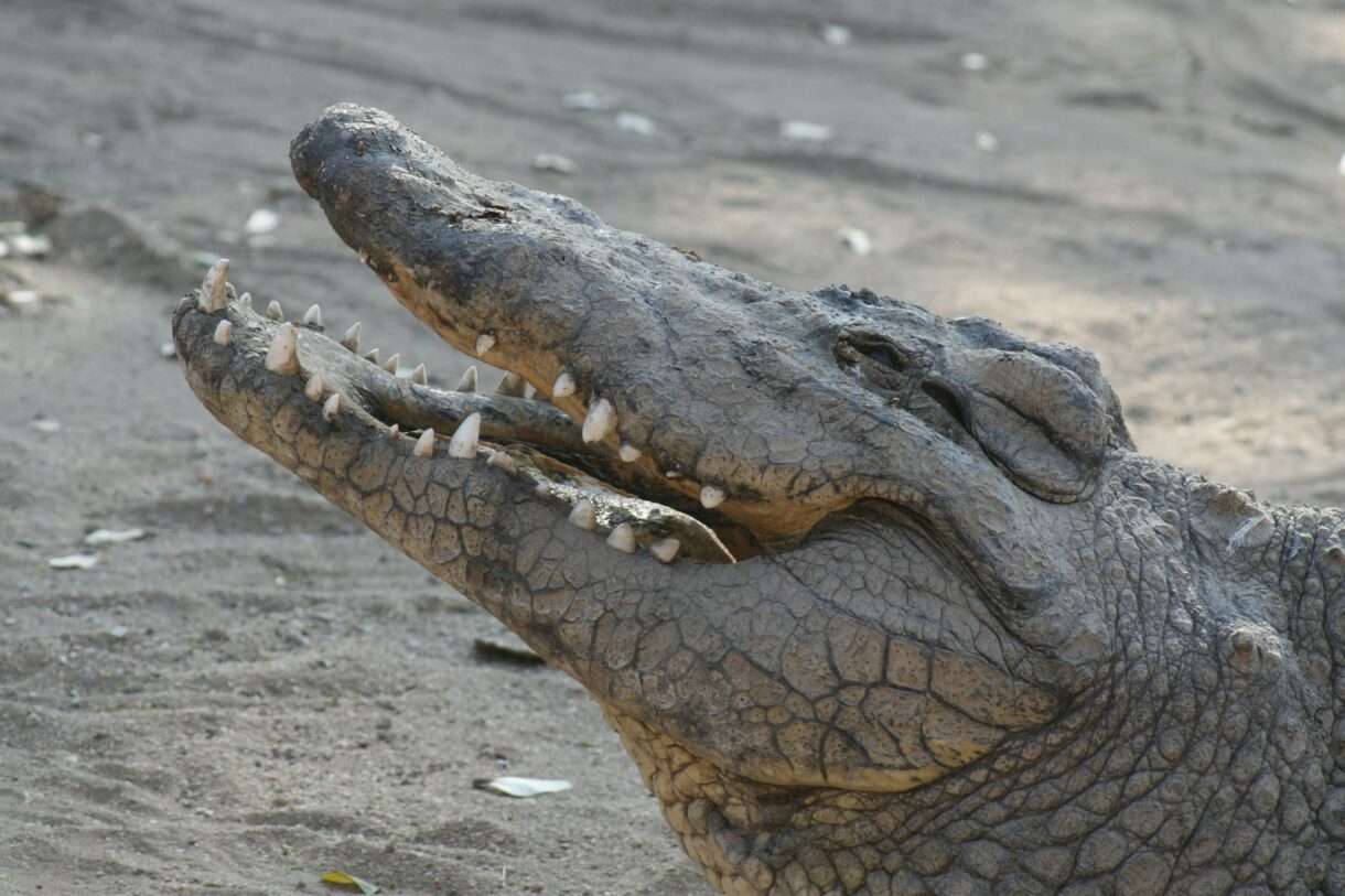 Krokodil
