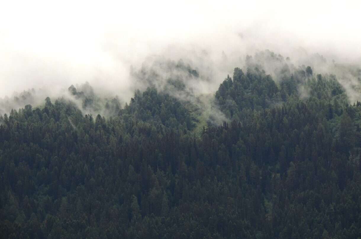 Die Bedrohung der französischen Bergwälder durch den Klimawandel: Eine stille Krise