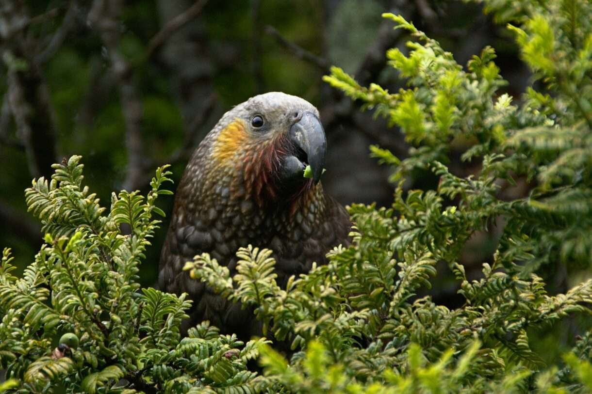 Biodiversitätskonferenz in Rom: Weichenstellung für die Zukunft der Artenvielfalt