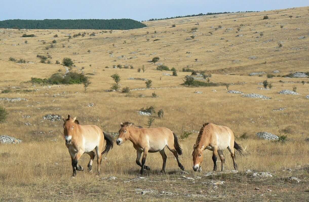 Causse Méjean – Frankreichs wilder Westen mit mongolischem Flair