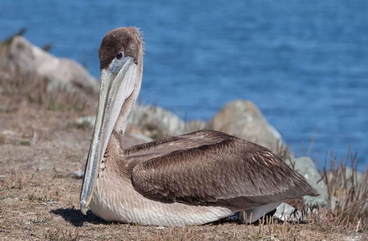Pelecanus_occidentalis_at_Bodega_Harbor