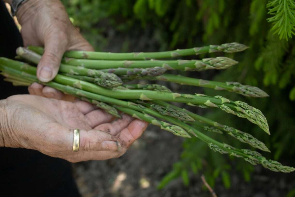 Frühlingsernte im Gard: Die ersten Spargel sind da!