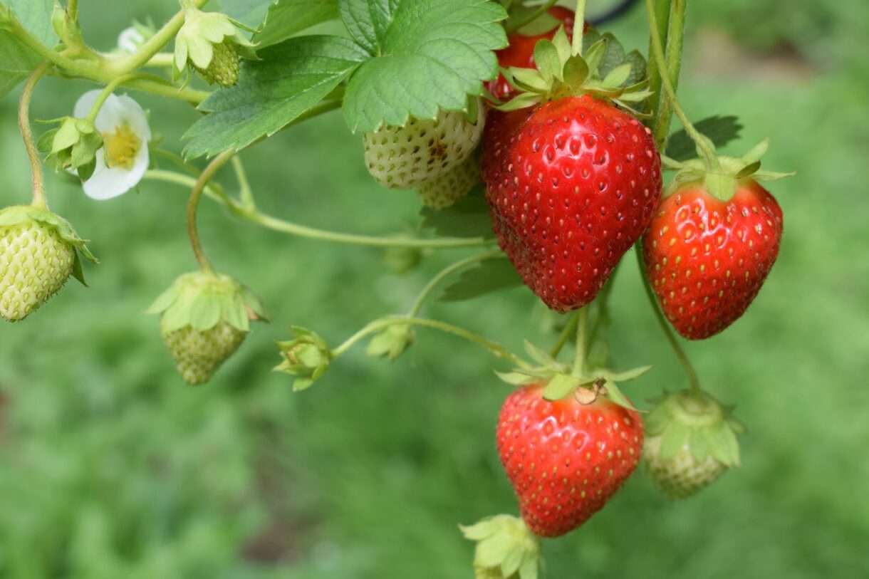 Erdbeeren