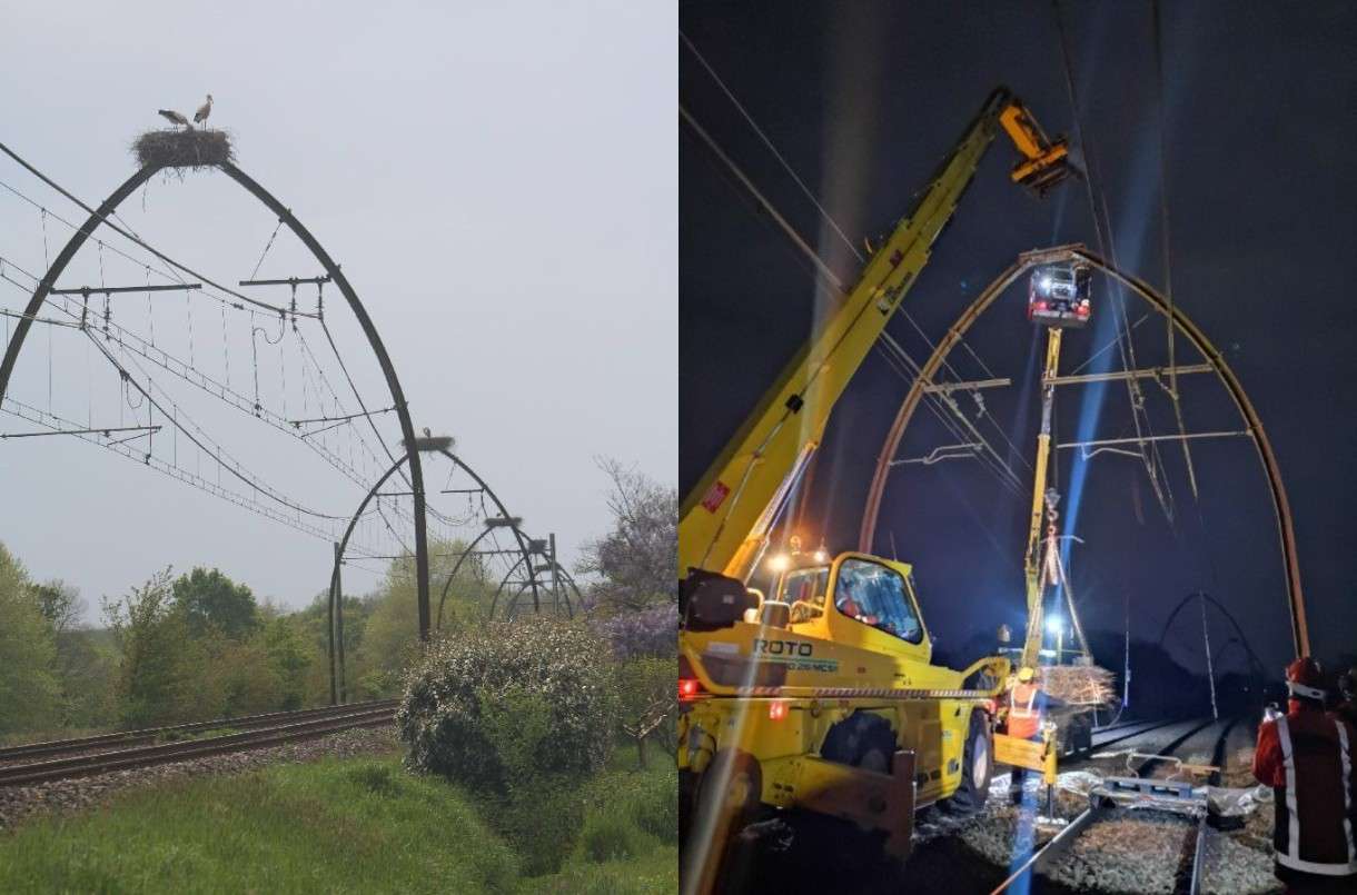 Schnabel gegen Stahl – Wie die SNCF und die Störche um die Gleise kämpfen