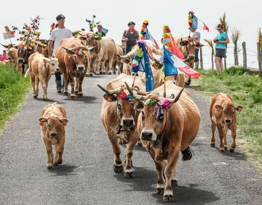 Auftrieb_Aubrac_Transhumance