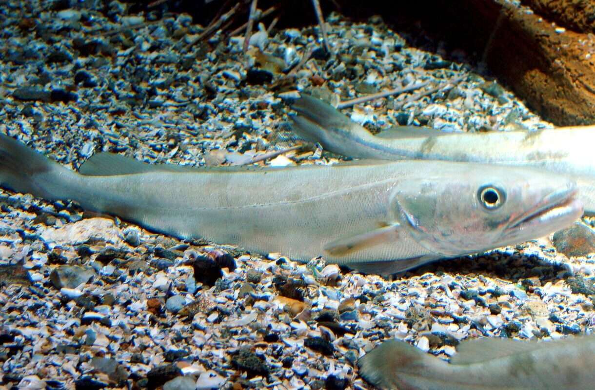 Merluccius_merluccius_Seehecht_Wikipedia