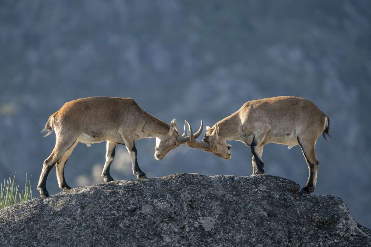 Zurück auf dem Gipfel – wie der iberische Steinbock die Pyrenäen neu erobert