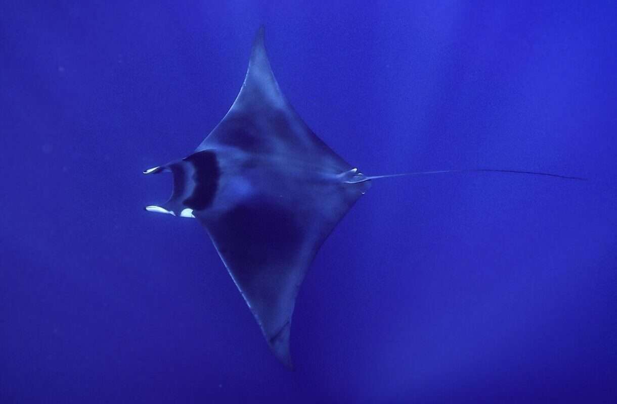 „Teufel der Meere“ – Warum plötzlich so viele Mobula-Rochen im Mittelmeer auftauchen