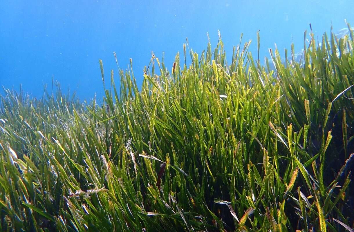 Posidonie in Korsika – das ungeliebte Naturwunder der Meere