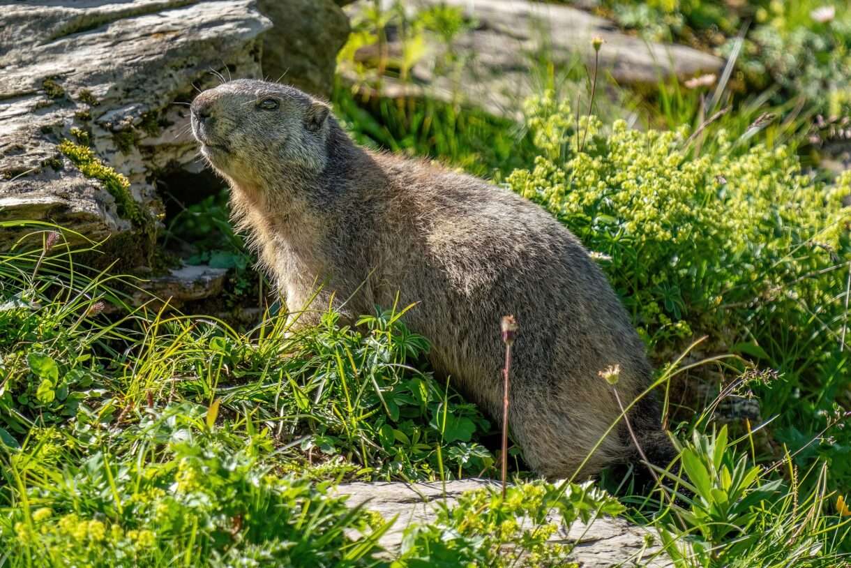 Wenn der Mensch zu nah kommt – Warum das Alpenmurmeltier unseren Respekt braucht