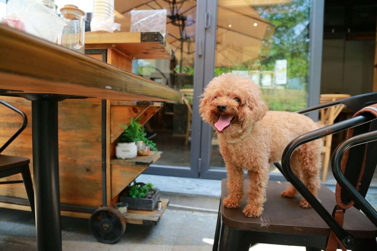 Hund willkommen! Warum „Dog-friendly“-Restaurants mehr sind als ein Sommertrend