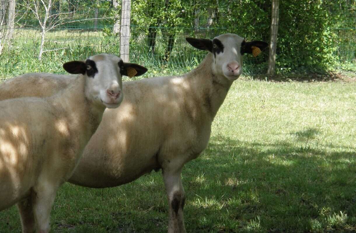 Die Brillen-Brebis aus dem Lot: Wie ein Schaf zum Symbol einer ganzen Region wurde