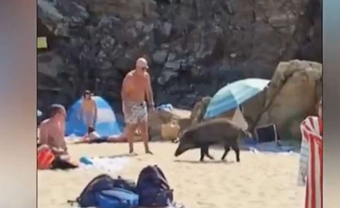 Wenn Wildschweine baden gehen – Ferienidylle im Var trifft tierische Realität