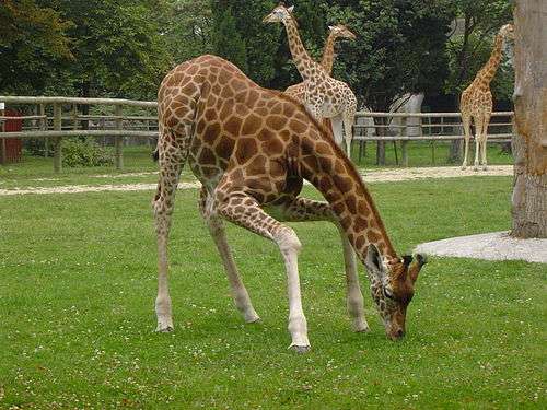 Nach sechs Jahren: Seltene Geburt einer Kordofan-Giraffe im Zoo von Paris