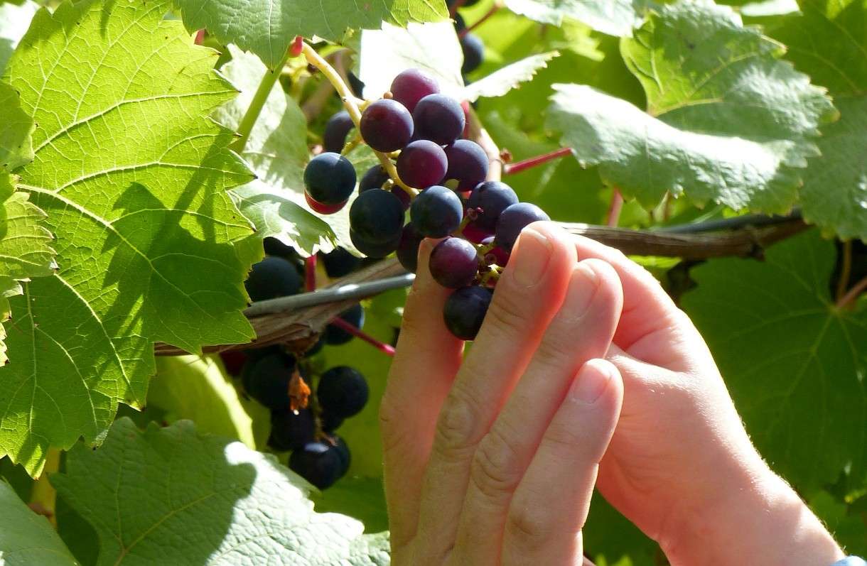 Französische Weinberge im Umbruch: Hybride Rebsorten gegen Pestizide