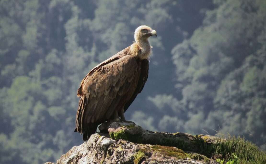 Giftige Stille über den Baronnies: Neun tote Geier in der Drôme