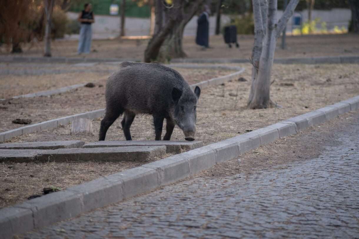 Invasion der Wildschweine: Wenn die Natur die Städte erobert