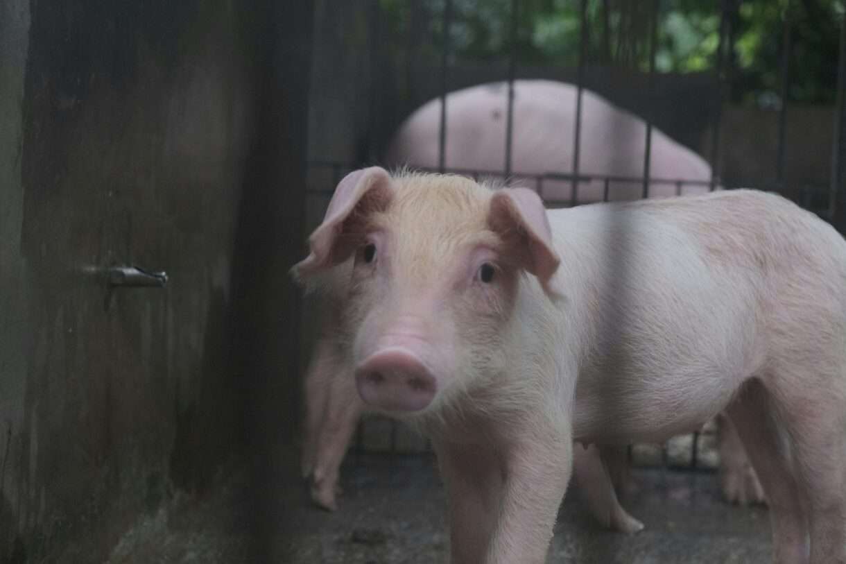 700 tote Schweine im Stall: Was ist im französischen Saint-Aubin-de-Terregatte passiert?