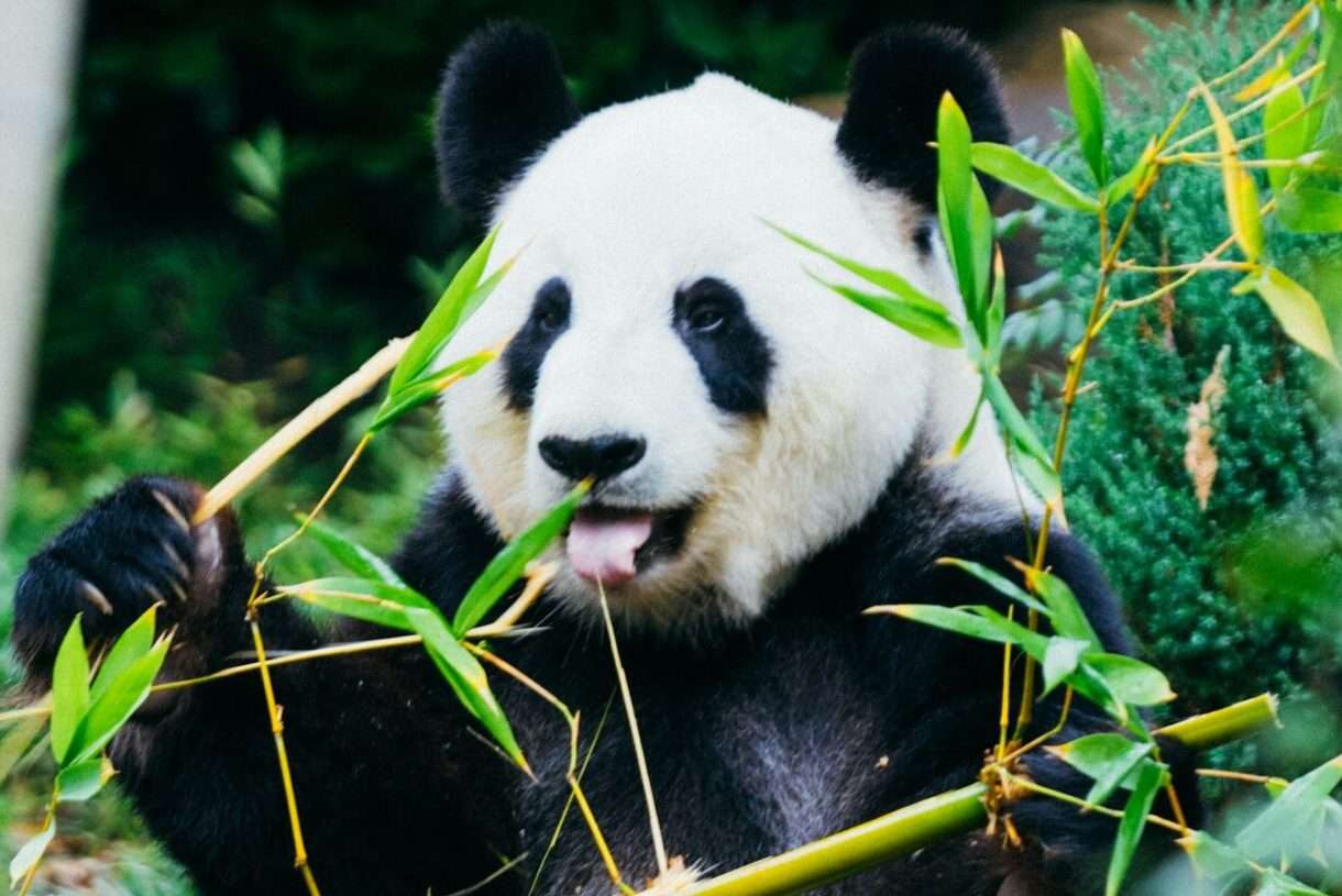 Abschied auf leisen Pfoten: Warum Huan Huan und Yuan Zi nach China zurückkehren