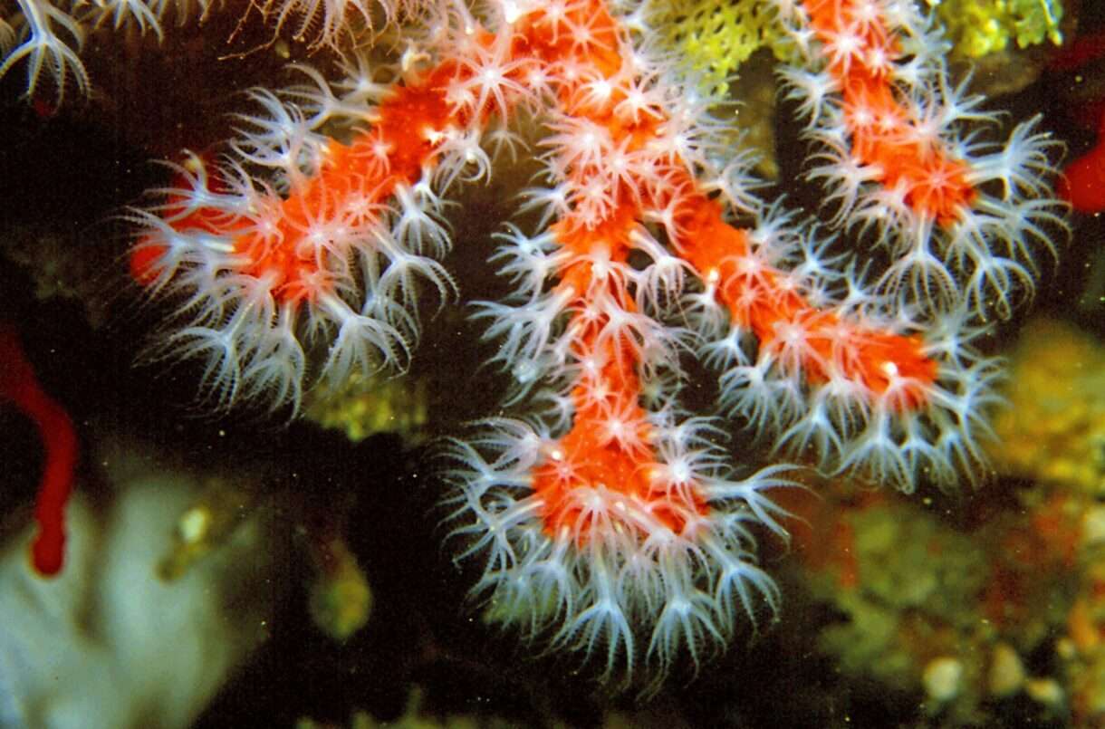 Corallium_rubrum_(Linnaeus,_1758)_11