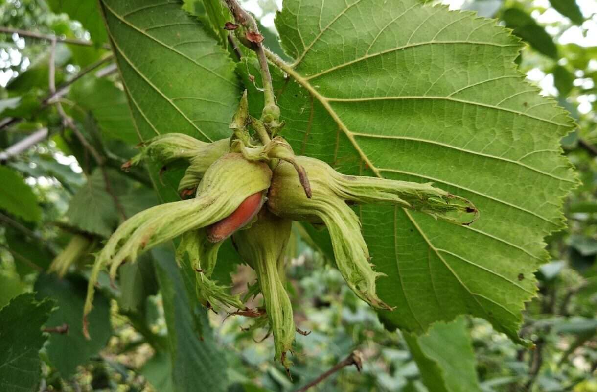 Die Haselnuss, die nach Heimat schmeckt: Nuciola di Cervioni