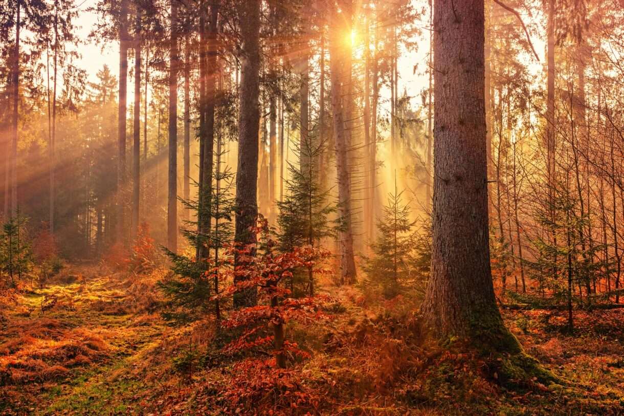 Herbstgeflüster in den Vogesen