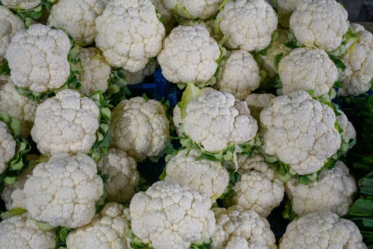 Zu viel vom Guten: Warum der bretonische Blumenkohl nicht genügend Käufer findet