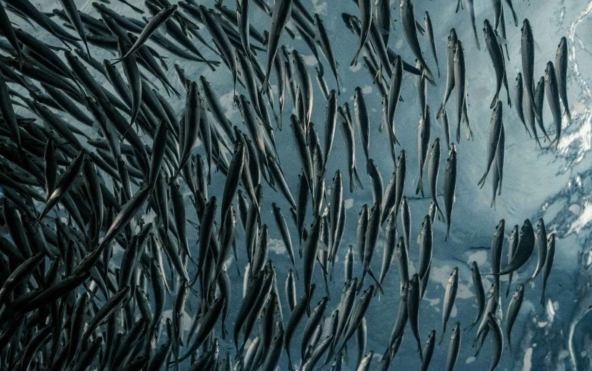 Lachs aus der Fabrik – warum ein XXL-Projekt an der Gironde die Gemüter erhitzt