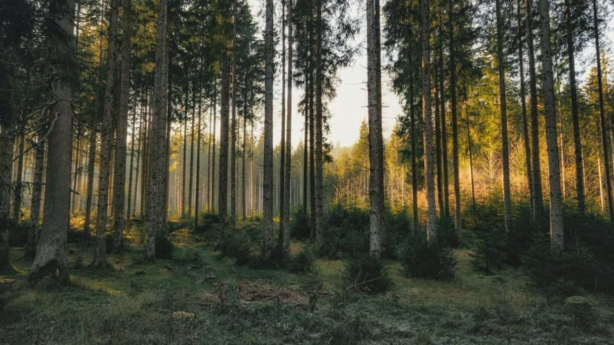 Wenn der Wald fällt, um den Wald zu retten