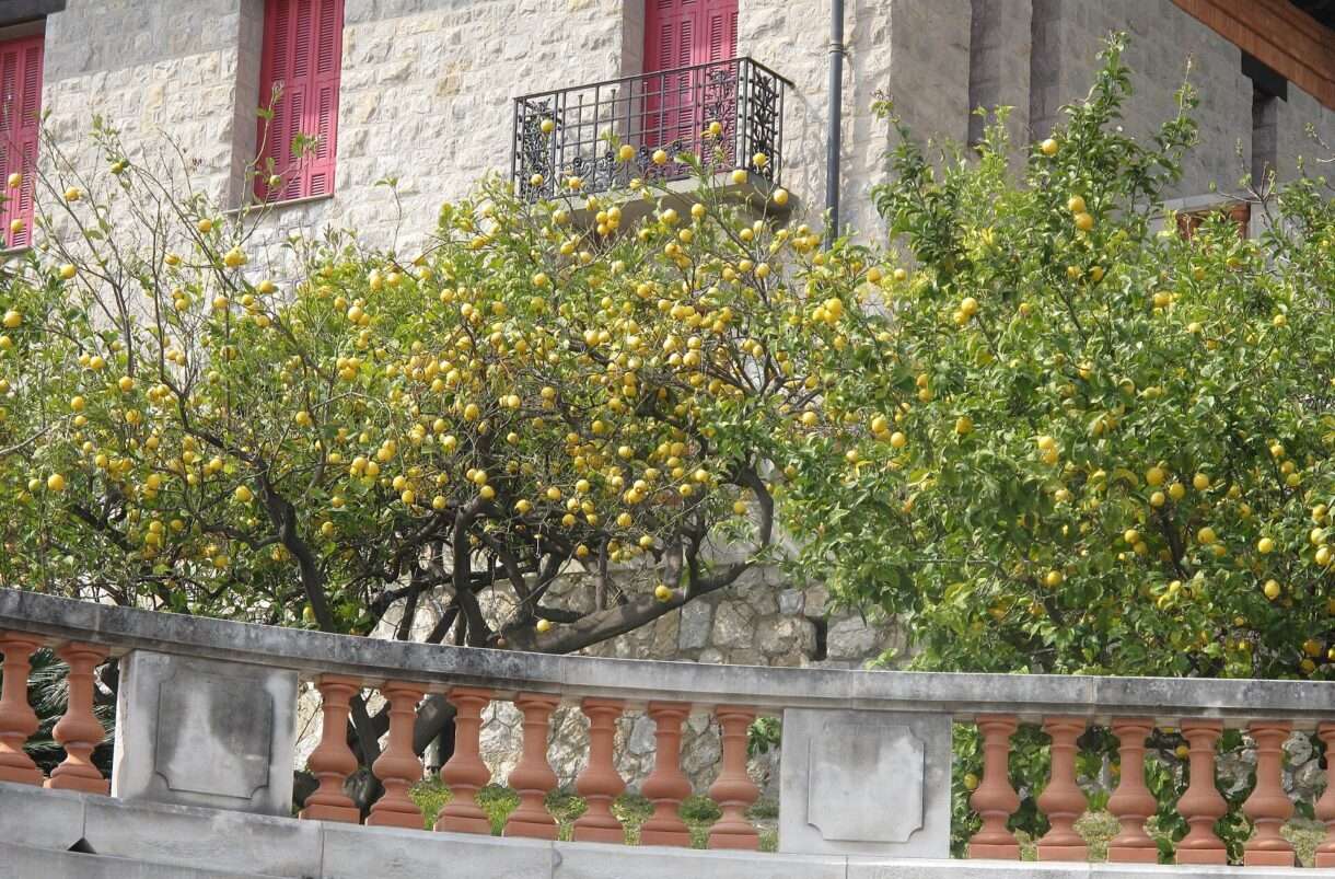Citron de Menton – Die Zitrone, die nach Süden schmeckt