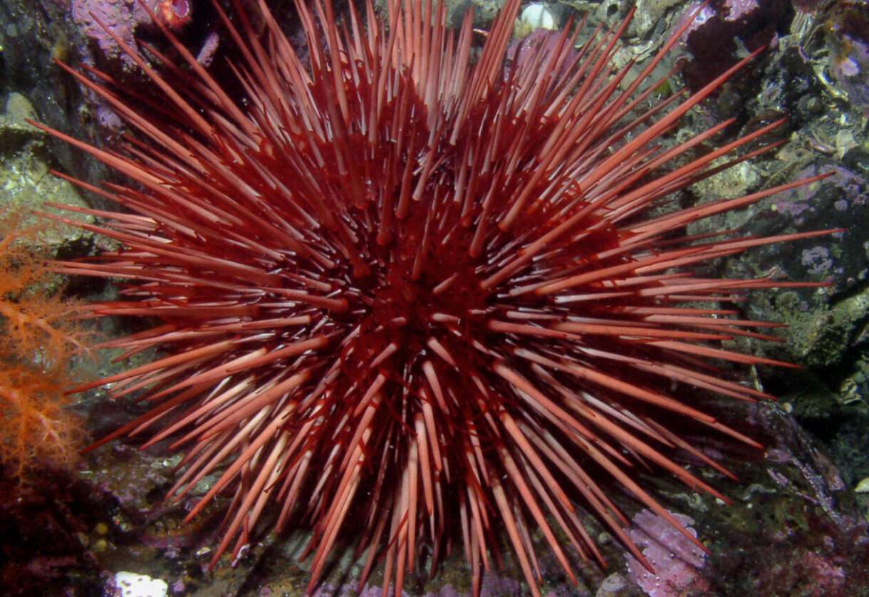 70.000 Seeigel für das Gleichgewicht: Wie man am Cap Corse das Meer retten will