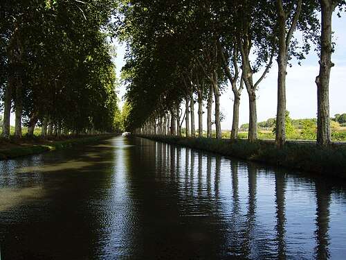 Sterbende Giganten am Wasser – Das langsame Verschwinden der Platanen am Canal du Midi