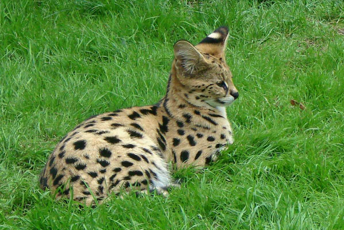 Wüstenfuchs, Servalkatzen und Affenbabys – das neue Gesicht des Wildtierhandels