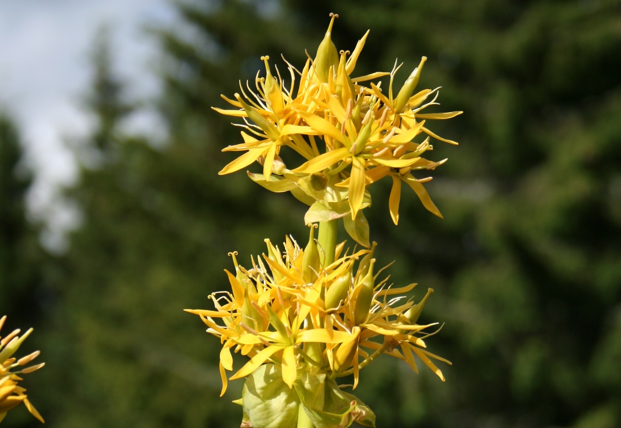 Enzian aus der Auvergne: Die gelbe Bergblume hinter Frankreichs herbem Kultaperitif