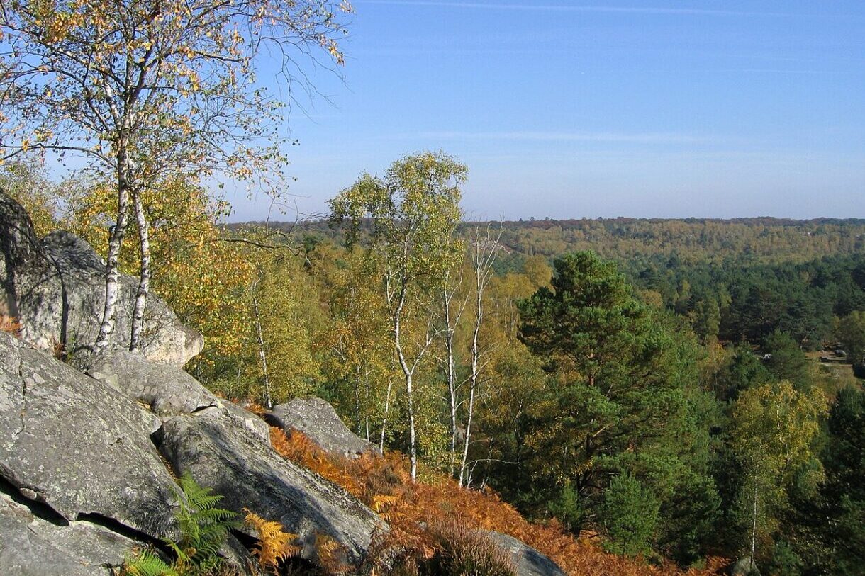 Forêt de Fontainebleau: Naturjuwel durch verheerenden Waldbrand schwer gezeichnet