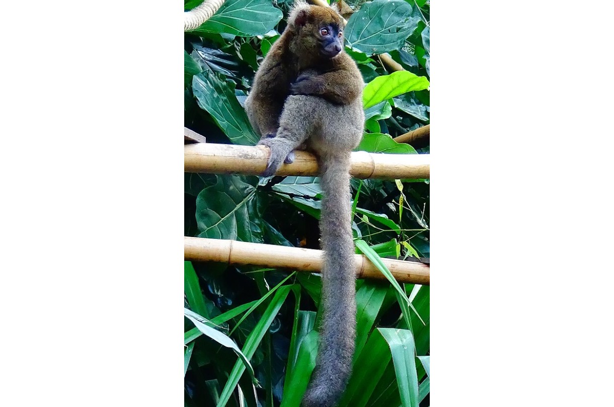Seltene Geburt in Frankreich: Bedrohter Bambuslemur schenkt Artenschützern neue Hoffnung
